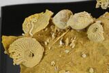 Miniature Ammonite, Brachiopod, Coral Fossil Cluster - France - #129948-1